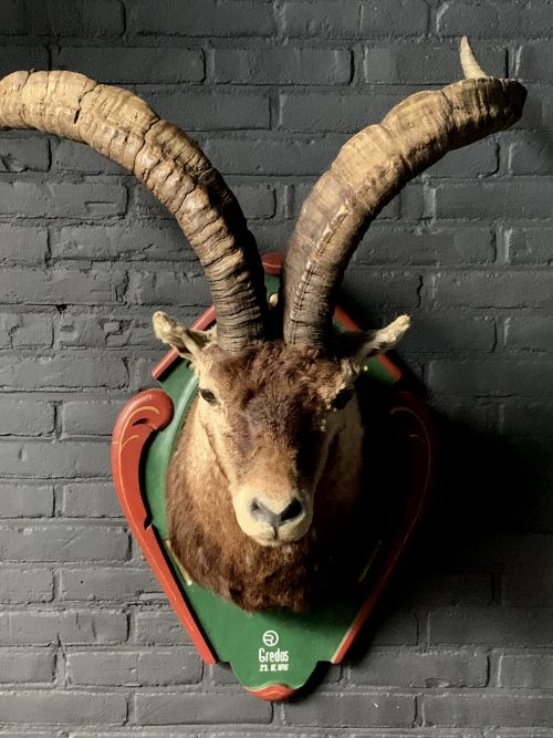 Vintage opgezette kop van een Spaanse steenbok
