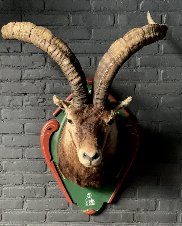 Vintage stuffed head of a Spanish ibex