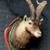 Vintage stuffed head of a Spanish ibex