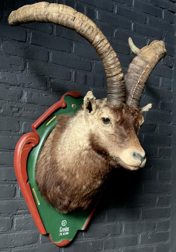 Vintage taxidermy Kopf eines spanischen Steinbock