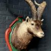 Vintage stuffed head of a Spanish ibex