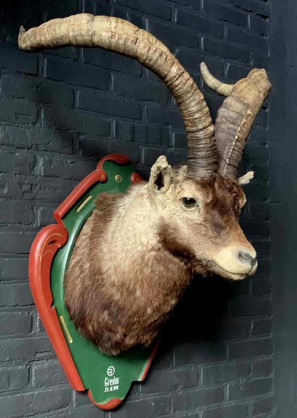 Vintage stuffed head of a Spanish ibex