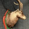 Vintage stuffed head of a Spanish ibex