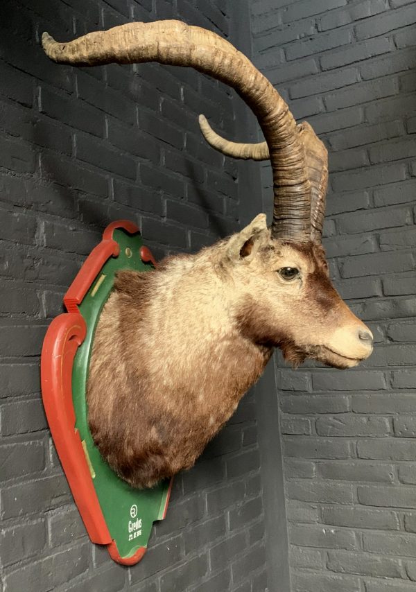 Vintage taxidermy Kopf eines spanischen Steinbock