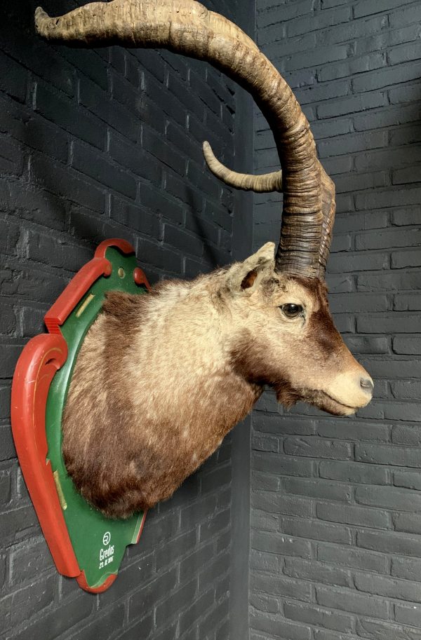 Vintage stuffed head of a Spanish ibex