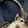 Vintage stuffed head of a Spanish ibex