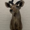 Taxidermy Kudu head