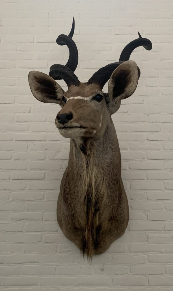 Taxidermy Kudu head