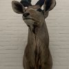 Taxidermy Kudu head