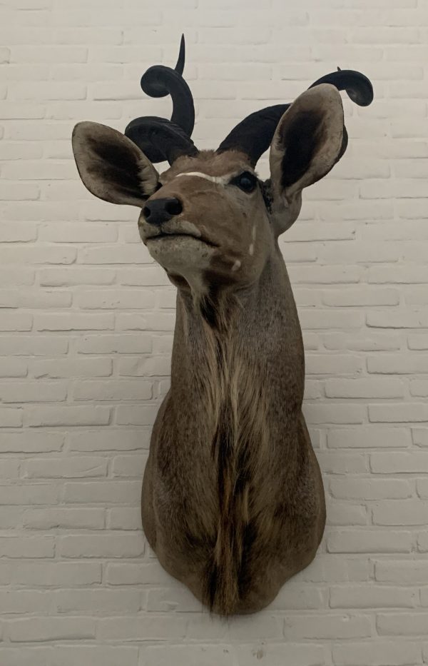 Taxidermy Kudu head