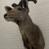 Taxidermy Kudu head