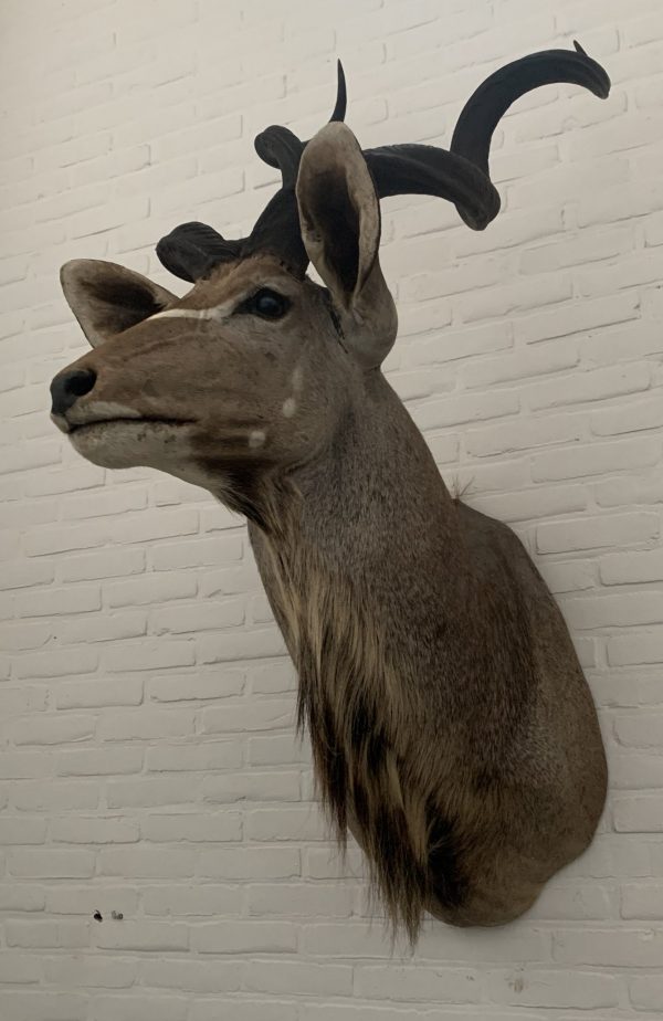 Taxidermy Kudu head