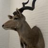 Taxidermy Kudu head