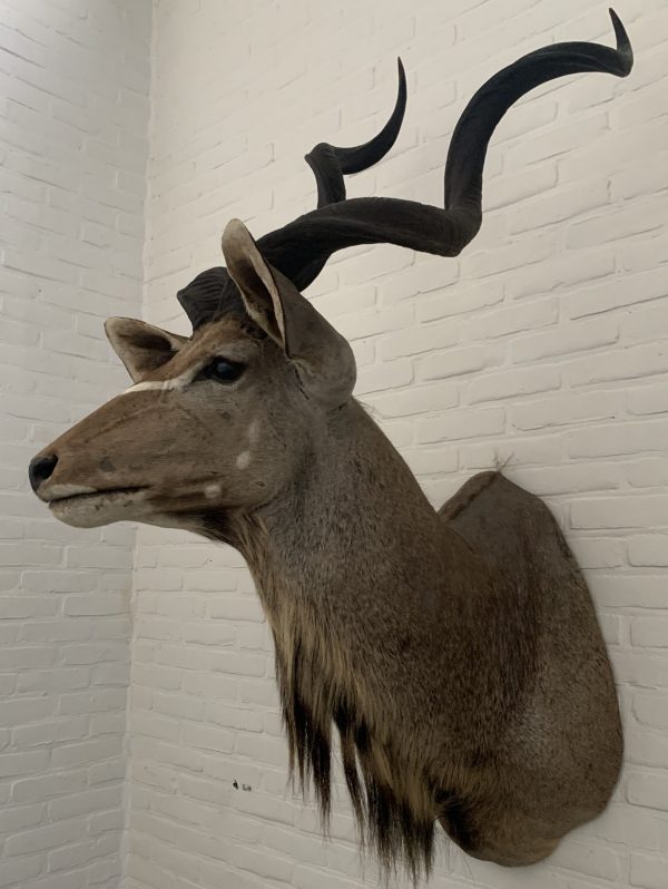 Taxidermy Kudu head