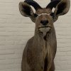 Taxidermy Kudu head