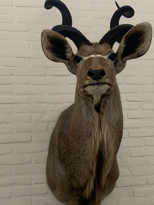 Taxidermy Kudu head