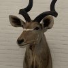 Stuffed head of a pronghorn