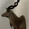 Taxidermy Kudu head