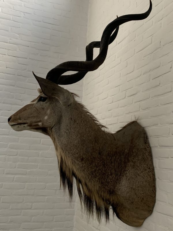 Taxidermy Kudu head