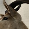 Taxidermy Kudu head