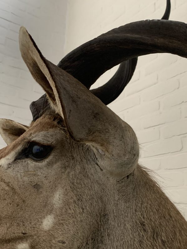 Taxidermy Kudu head