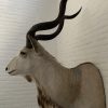 Vintage stuffed head of a large kudu.