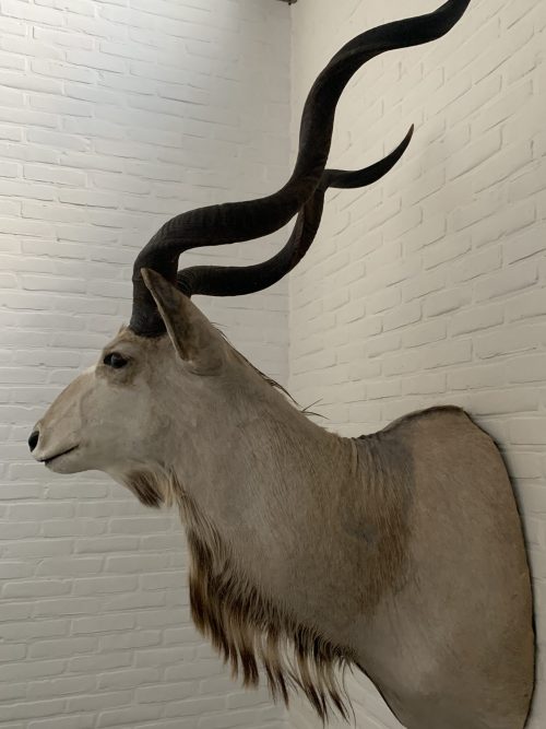 Vintage stuffed head of a large kudu.