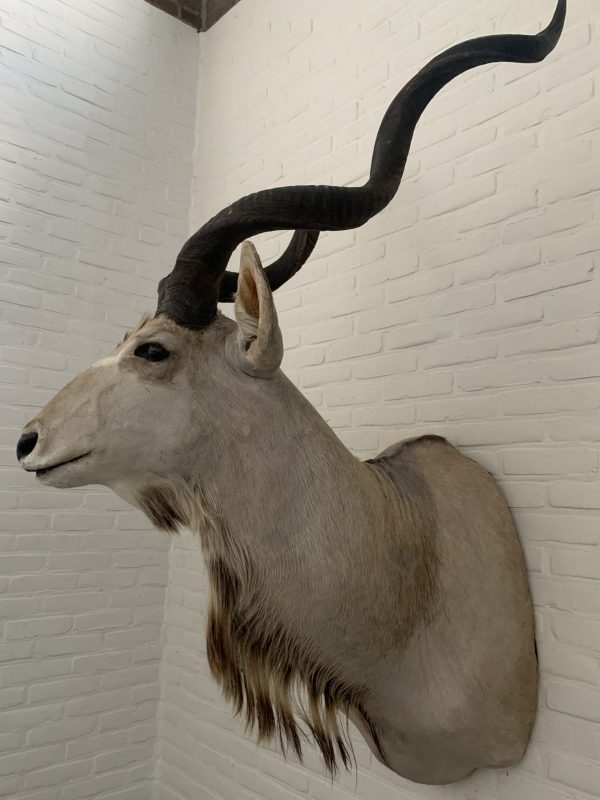 Vintage stuffed head of a large kudu.