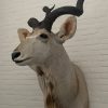 Vintage stuffed head of a large kudu.