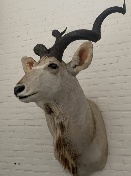 Vintage stuffed head of a large kudu.