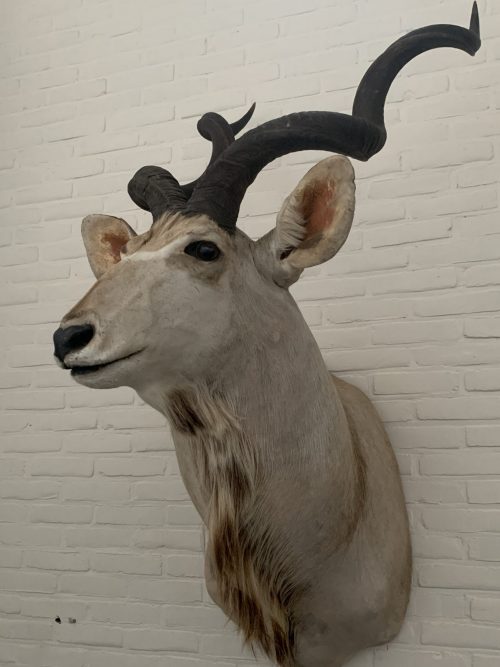 Vintage ausgestopfter Kopf eines großen Kudu.