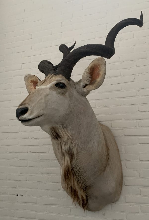 Vintage stuffed head of a large kudu.