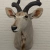 Vintage stuffed head of a large kudu.