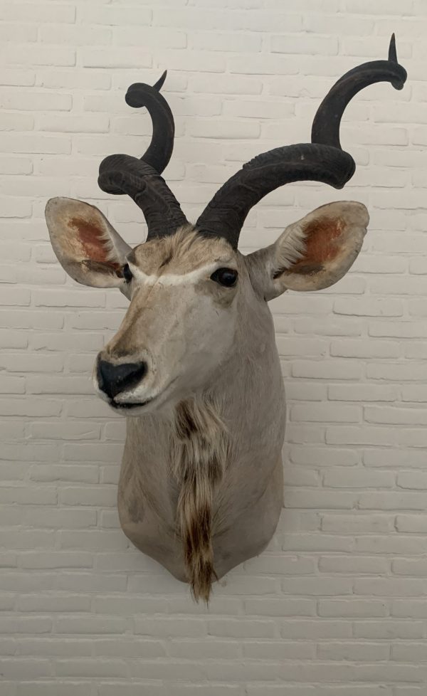 Vintage stuffed head of a large kudu.