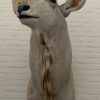 Vintage stuffed head of a large kudu.