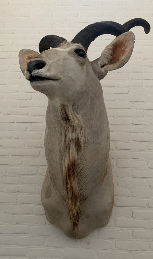 Vintage stuffed head of a large kudu.