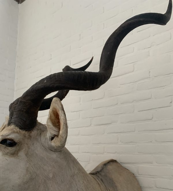 Vintage stuffed head of a large kudu.