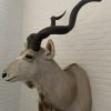 Vintage stuffed head of a large kudu.