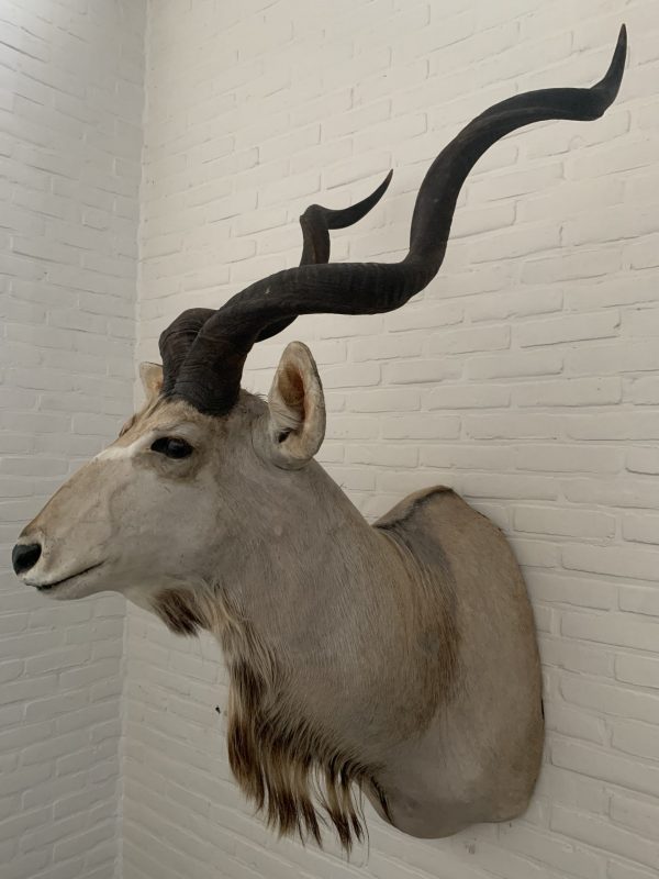 Vintage stuffed head of a large kudu.