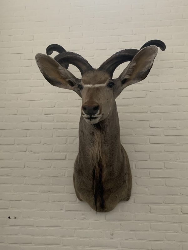 Taxidermy head of a giant kudu.