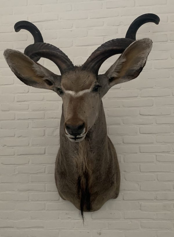 Taxidermy head of a giant kudu.