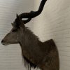 Taxidermy head of a giant kudu.