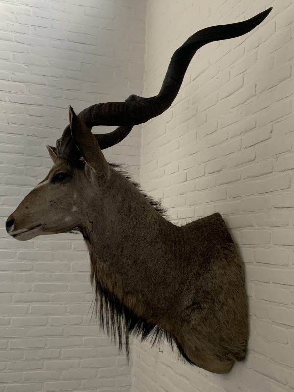 Taxidermy head of a giant kudu.