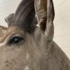 Taxidermy head of a giant kudu.