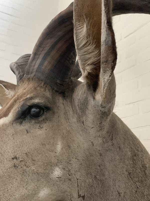 Taxidermy head of a giant kudu.