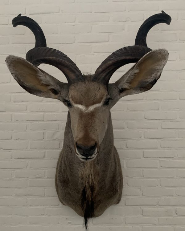 Taxidermy head of a giant kudu.