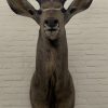 Taxidermy head of a giant kudu.