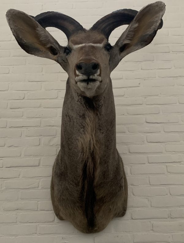 Taxidermy head of a giant kudu.