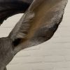 Taxidermy head of a giant kudu.