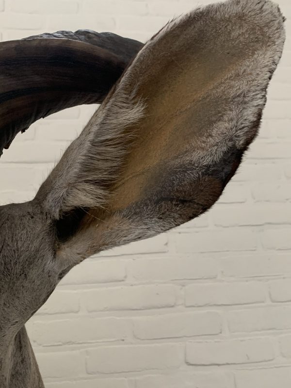 Opgezette kop van gigantische koedoe